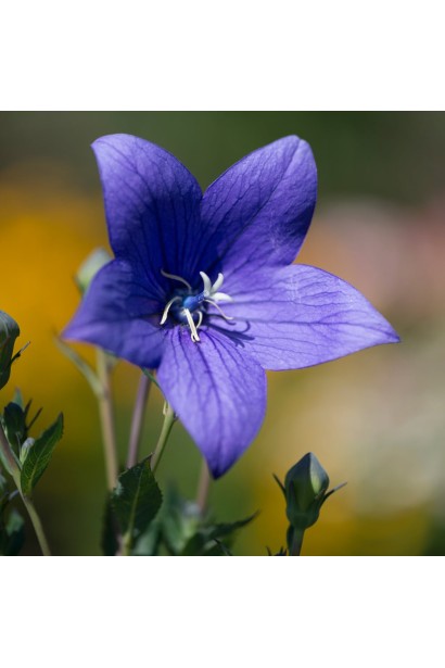 Квітка платикодона привертає увагу своєю витонченістю й насиченим кольором.